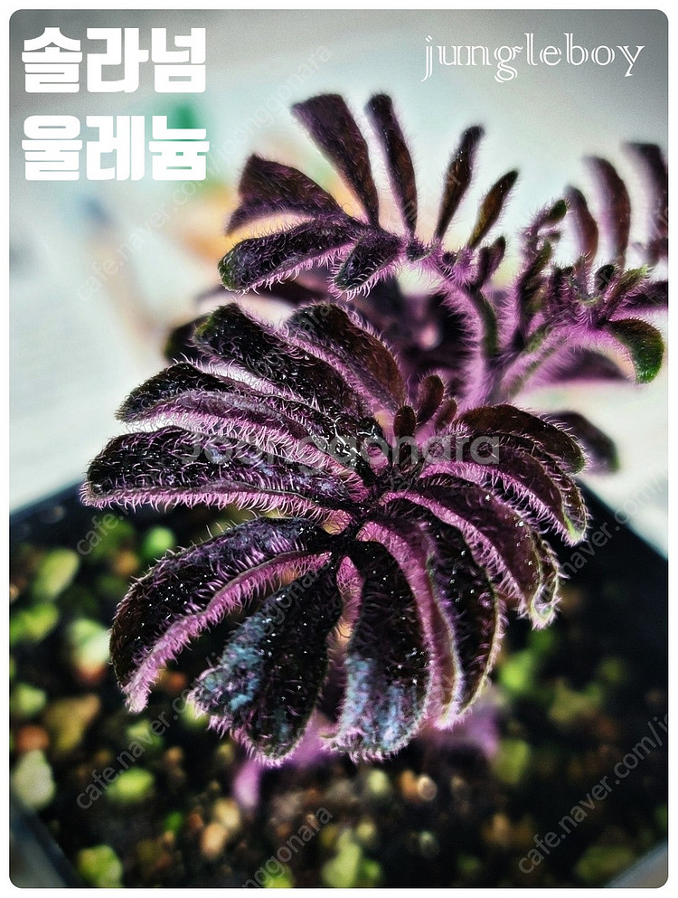 테라리움 비바리움 팔루다리움 정글식물 벌레잡이제비꽃 프리뮬리플로라 제주애기모람 바리에가타 신테니시 식충식물 아프리카...--2